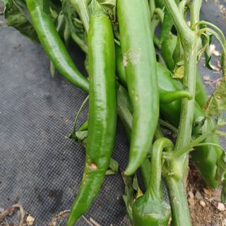 이경자님의 고추 · 영농일지 작성글 사진