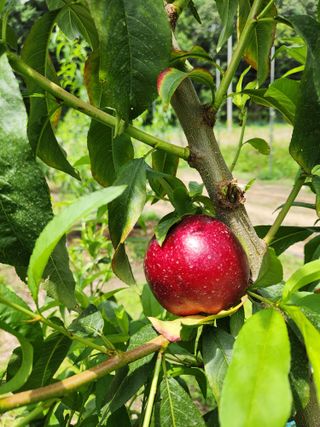 행복농원님의 자유주제 · 자유게시판 작성글 사진