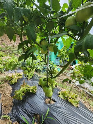 행복농원님의 자유주제 · 자유게시판 작성글 사진