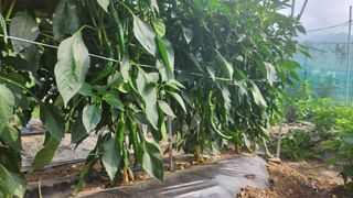 반월산님의 자유주제 · 자유게시판 작성글 사진