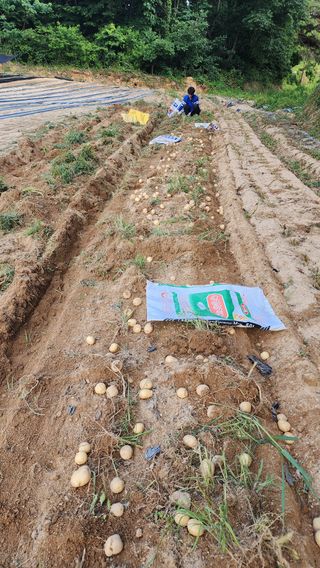 여주거북농부님의 감자 · 영농일지 작성글 사진