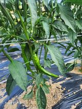 팜모닝 자유주제·사진전 게시글 이미지