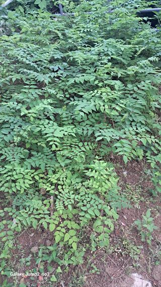 김광국님의 두릅 · 영농일지 작성글 사진