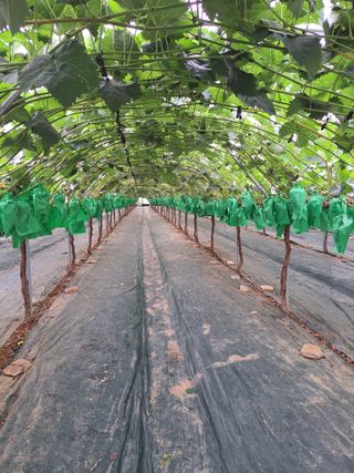 유전아지매님의 자유주제 · 자유게시판 작성글 사진