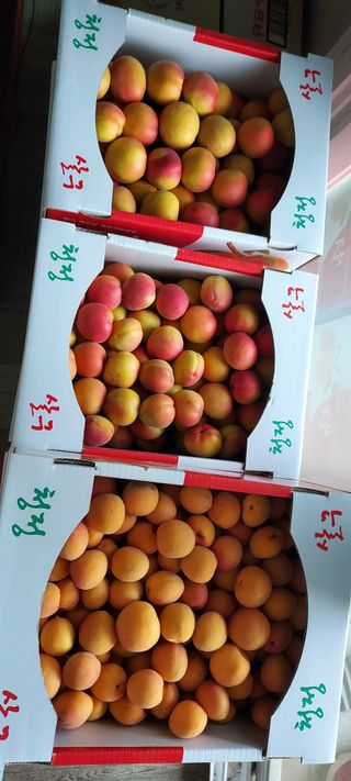 윤호미 님의 자두 · 영농일지 작성글 사진