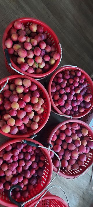 윤호미 님의 자두 · 영농일지 작성글 사진