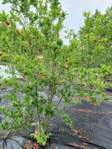 팜모닝 기타작물·영농일지 게시글 이미지