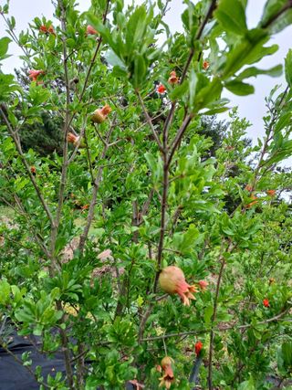 행운목(이옥도)님의 기타작물 · 영농일지 작성글 사진
