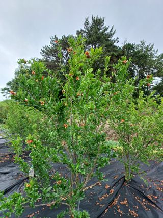 행운목(이옥도)님의 기타작물 · 영농일지 작성글 사진