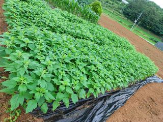 행운목(이옥도)님의 기타작물 · 영농일지 작성글 사진