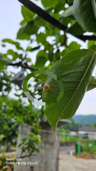 알 수 없음님의 배 · 병해충상담 작성글 사진