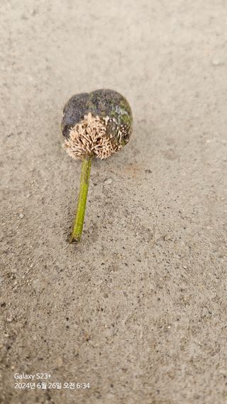 알 수 없음님의 배 · 병해충상담 작성글 사진