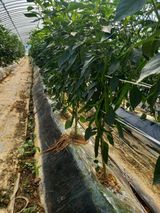 팜모닝 자유주제·자유게시판 게시글 이미지