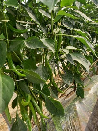 인간문화재님의 자유주제 · 자유게시판 작성글 사진