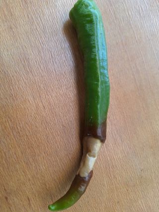 김광수님의 고추 · 병해충상담 작성글 사진