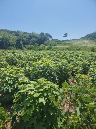 이병남님의 👩🏻‍🌾7월 농작업 계획 · 참여글 작성글 사진