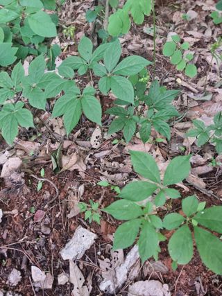 이병남님의 👩🏻‍🌾7월 농작업 계획 · 참여글 작성글 사진