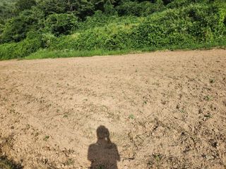 어라리여님의 들깨 · 영농일지 작성글 사진