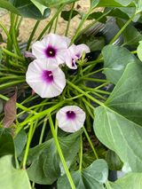 팜모닝 자유주제·자유게시판 게시글 이미지