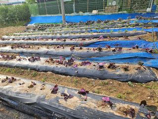 서화복님의 고구마 · 영농일지 작성글 사진