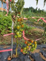 팜모닝 토마토·병해충상담 게시글 이미지