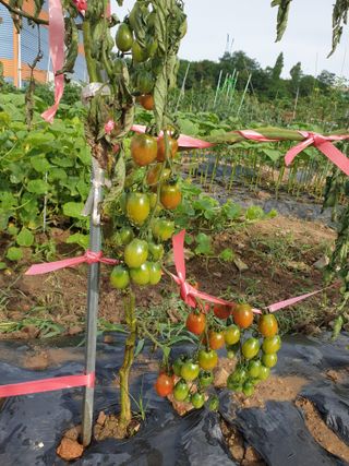 알 수 없음님의 토마토 · 병해충상담 작성글 사진