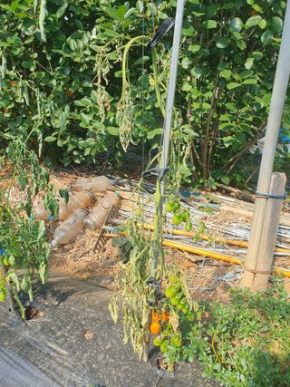 김홍진님의 토마토 · 병해충상담 작성글 사진