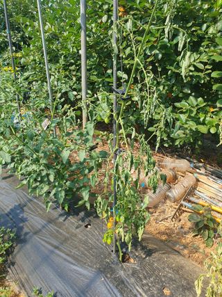 김홍진님의 토마토 · 병해충상담 작성글 사진