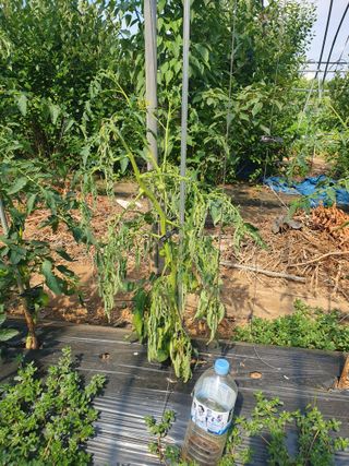 김홍진님의 토마토 · 병해충상담 작성글 사진