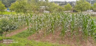 이봉현 님의 고구마 · 영농일지 작성글 사진