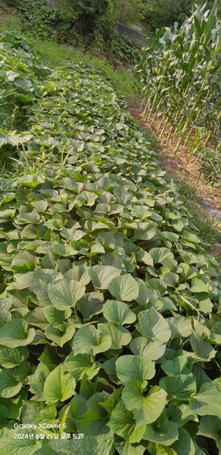 이봉현 님의 고구마 · 영농일지 작성글 사진