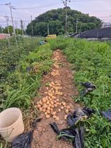 팜모닝 감자·영농일지 게시글 이미지