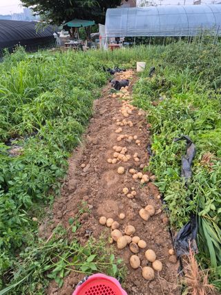 노박사님의 감자 · 영농일지 작성글 사진