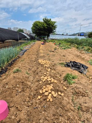 노박사님의 감자 · 영농일지 작성글 사진