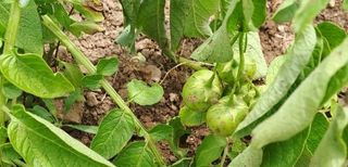 유만종님의 감자 · 영농일지 작성글 사진