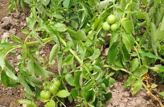 유만종님의 감자 · 영농일지 작성글 사진