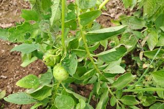 유만종님의 감자 · 영농일지 작성글 사진