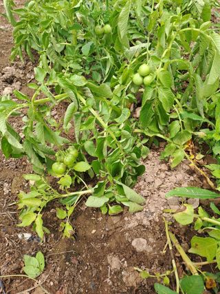 유만종님의 감자 · 영농일지 작성글 사진