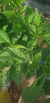 팜모닝 고추·병해충상담 게시글 이미지