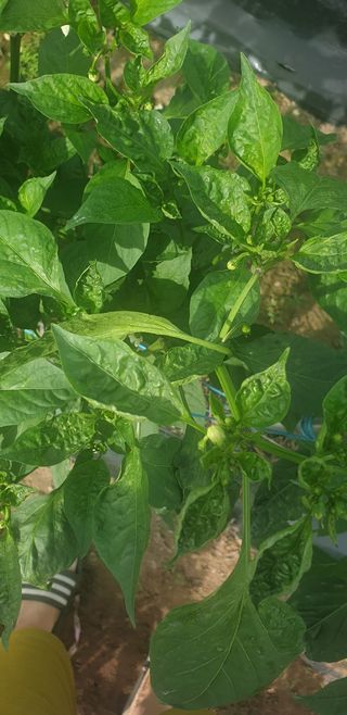 동방불패님의 고추 · 병해충상담 작성글 사진