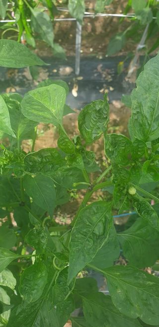 동방불패님의 고추 · 병해충상담 작성글 사진