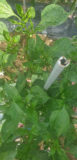 동방불패님의 고추 · 병해충상담 작성글 사진