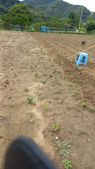 곤지암부곡농부김동천님의 들깨 · 영농일지 작성글 사진