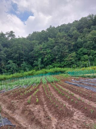 포도20173님의 참깨 · 영농일지 작성글 사진