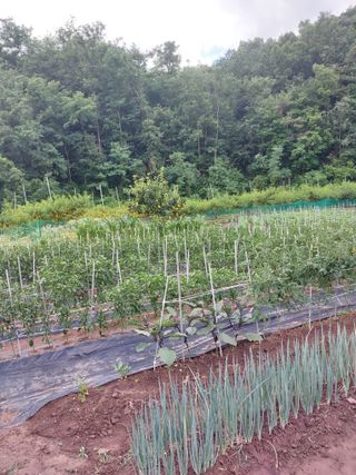 포도20173님의 참깨 · 영농일지 작성글 사진