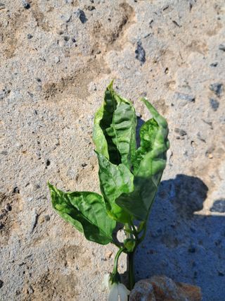 촬스리님의 고추 · 병해충상담 작성글 사진