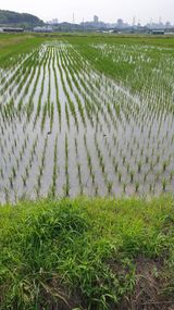 팜모닝 벼·영농일지 게시글 이미지