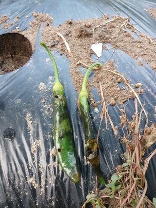 행복한일상님의 고추 · 병해충상담 작성글 사진