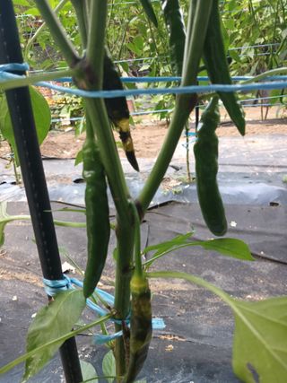 행복한일상님의 고추 · 병해충상담 작성글 사진