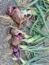 팜모닝 👩🏻‍🌾7월 농작업 계획·참여글 게시글 이미지